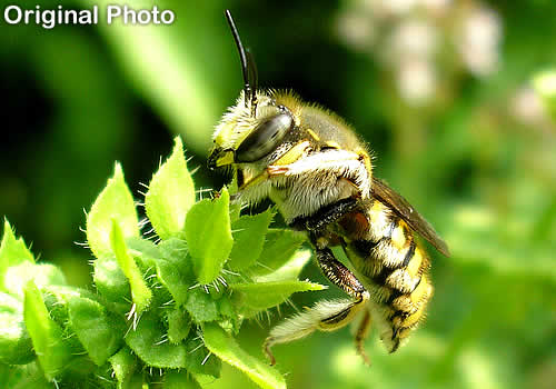 1. Original image of syrphid fly.